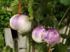 dscf7173