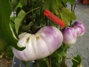 dscf7175
