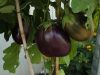 dscf7176