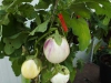 dscf7178