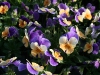 viole03