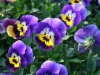 viole06